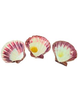 Coquille Saint-Jacques