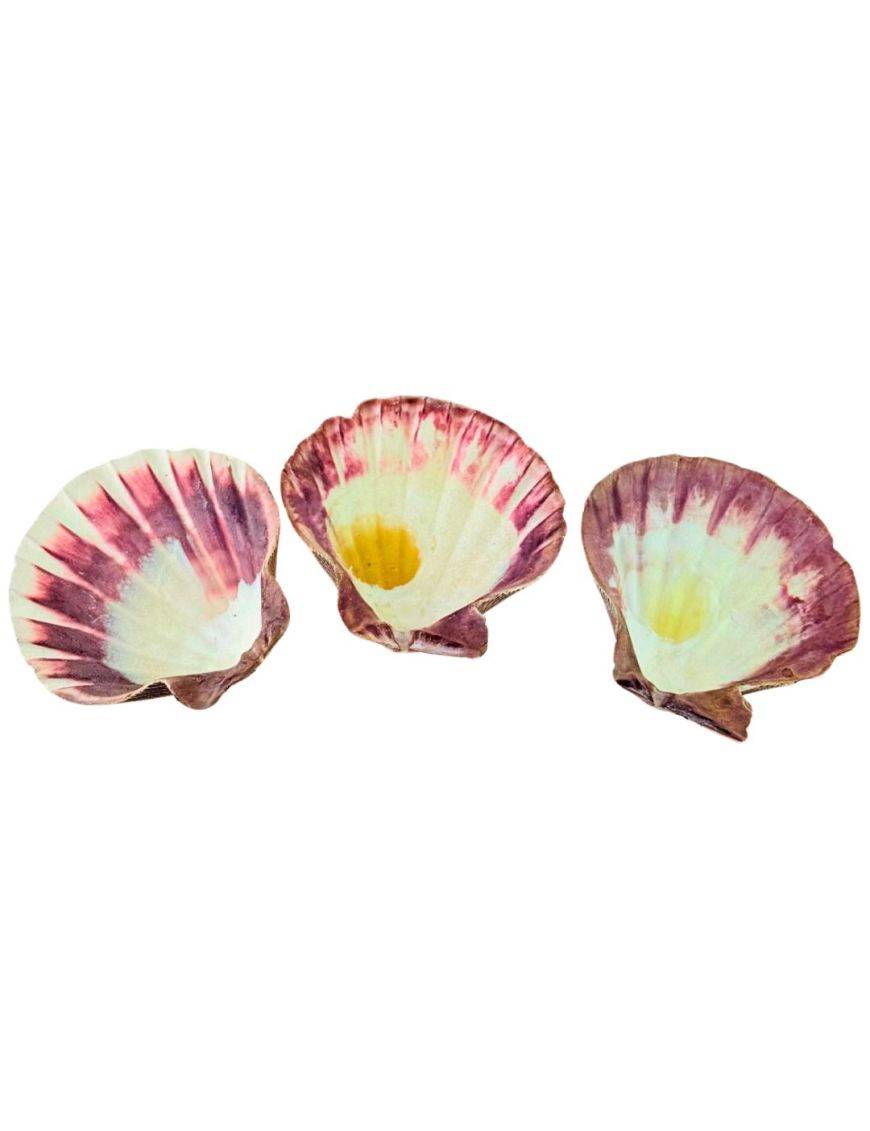 Coquille Saint-Jacques
