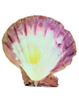 Coquille Saint-Jacques Coquille Saint-Jacques